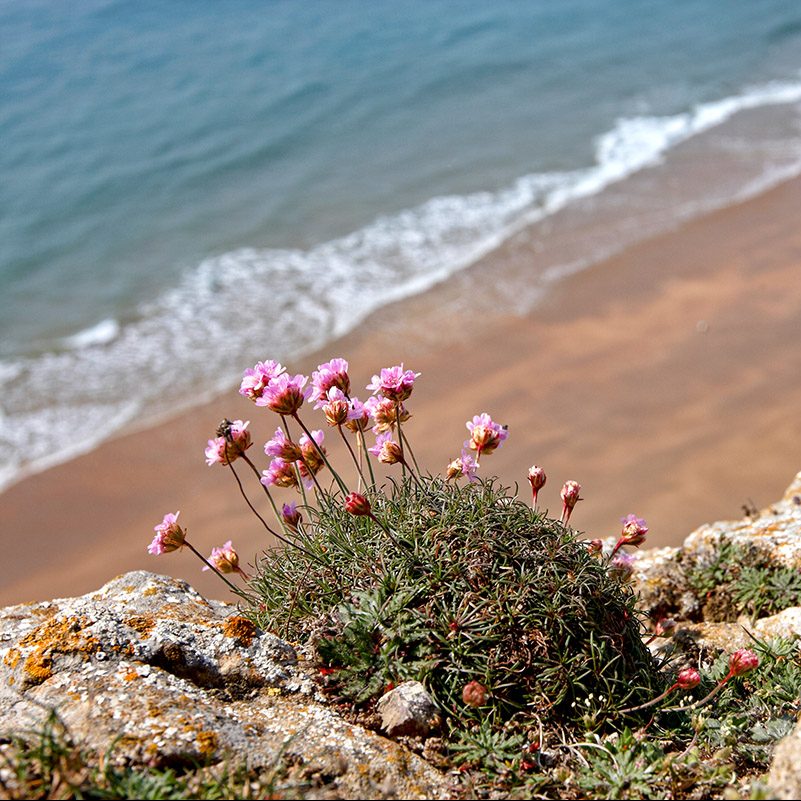 Wild Flowers Pembrokeshire coast